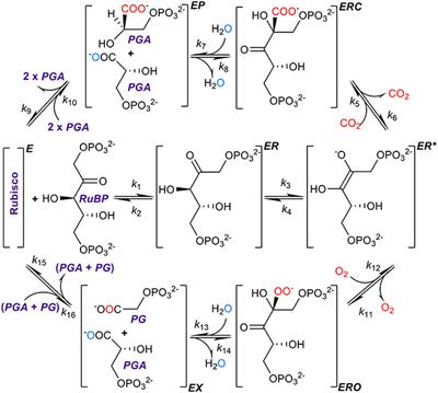 Directions for Optimization of Photosynthetic Carbon Fixation: RuBisCO's Efficiency May Not Be So Constrained After All